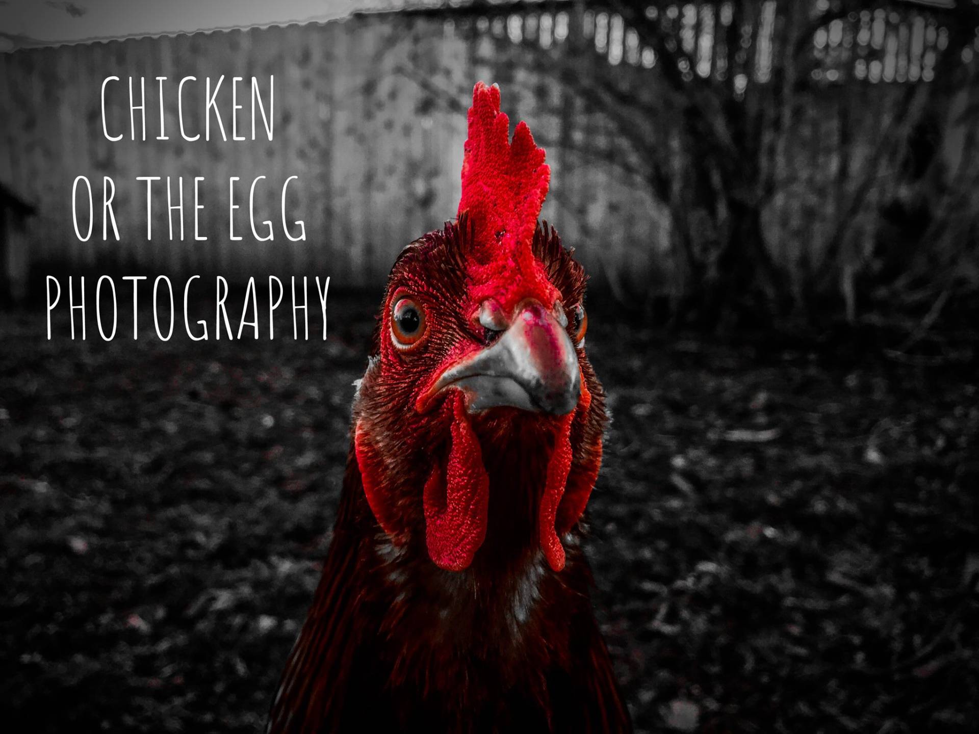 Chicken or the Egg Photography